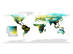 Die globale Verteilung der &Uuml;berlappung oberirdischer (S&auml;ugetiere, V&ouml;gel, Amphibien und Pflanzen) sowie unterirdischer (Wirbellose im Boden, Pilze und Bakterien) biologischer Vielfalt. Dunkle Bereiche haben eine hohe biologische Vielfalt &uuml;ber dem und im Boden; hellgelbe Bereiche eine hohe oberirdische biologische Vielfalt, aber geringe Vielfalt im Boden; blaue Bereiche haben eine niedrige oberirdische biologische Vielfalt, aber artenreiche Gemeinschaften im Boden; und helle Gebiete sind oberhalb und unterhalb der Bodenoberfl&auml;che artenarm. (Bild: Conservation Biology)