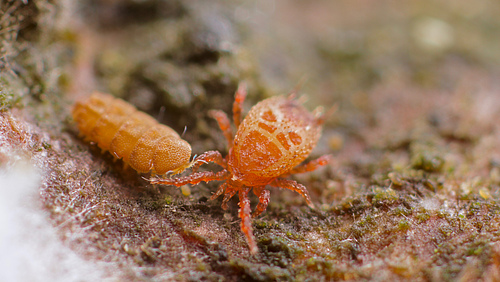 Mites and pauropods are common animals in the soil, but data on their diversity is lacking. (Photo: Andy Murray)