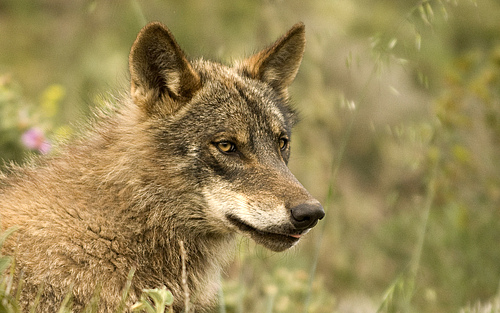 Iberian wolf. (Picture: Adobe Stock)