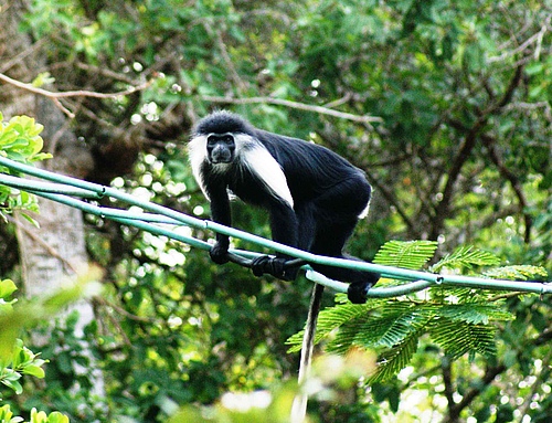 Rope bridges can effectively help primates to cross transportation or service corridors. Colobus monkey (Colobus angolensis palliatus) in Diani, Kenya. (Picture: Andrea Donaldson / Colobus Conservation)