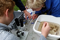 Speciation of aquatic organisms with the help of a binocular. (Picture: Julia von Gönner)