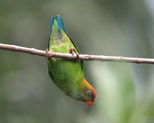 The Sri Lanka Hanging-Parrot (<em>Loriculus beryllinus</em>) lives only in Sri Lanka. It is globally a very rare species, meaning there are few individuals (Picture: Corey Callaghan)
