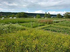 The Jena experiment, a grassland biodiversity experiment in Germany. Photo: Anne Ebeling, FSU