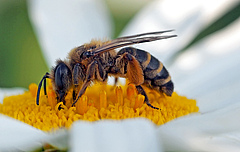 Wild bees provide the important ecosystem service of pollination. (Photo: luise/pixelio.de)