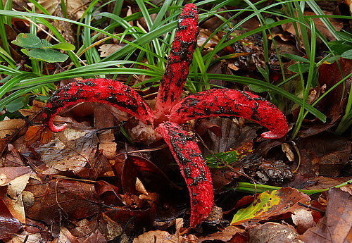 The Octopus Stinkhorn has been displaced from New Zealand to numerous regions worldwide (Photo: H. Krisp, Wikimedia Commons)