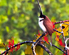 Red Whiskered Bulbul (Pycnonotus jocosus), a passerine bird native to Asia. (Picture: Shawan Chowdhury)