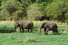 Die t&auml;gliche und saisonal angepasste Fortbewegung gro&szlig;er Tiere wie der Sri-Lanka-Elefanten finden in einem Mosaik nat&uuml;rlicher Lebensr&auml;ume statt, die aufgrund ver&auml;nderter Landnutzung durch den Menschen, etwa Entwaldung und landwirtschaftliche Nutzung, zunehmend zerst&uuml;ckelt sind. (Bild: Ulrich Brose, CC-BY 4.0)