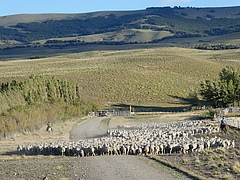 Ranchers driving livestock in Patagonia (Argentina). (Picture: Sergio Velasco Ayuso.)