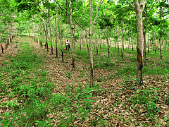 Monoculture plantation of rubber trees on Sumatra (photo: Andrew Barnes).