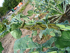 Cabbage white caterpillars (Pieris brassicae) were one of the herbivore species used in the study (photo: Nicole Van Dam).