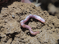 Local earthworm diversity increases towards higher latitudes. Picture shows Brazilian earthworm of the genus Fimoscolex. (Picture: MLC Bartz)