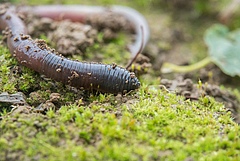 Earthworms are considered essential ecosystem engineers underground. Researchers from iDiv and Leipzig University have now shown that they also play a major role in shaping aboveground communities.&nbsp; (Picture: V. Gutekunst)