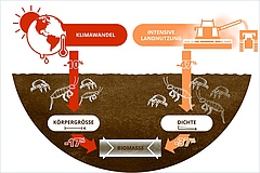 Klimawandel und Landnutzung reduzieren die Biomasse der Bodentiere &uuml;ber unterschiedliche Pfade: Das ver&auml;nderte Klima reduziert die K&ouml;rpergr&ouml;&szlig;e und die Bewirtschaftung die H&auml;ufigkeit. (Bild: Lisa Vogel / UFZ (Grafik))