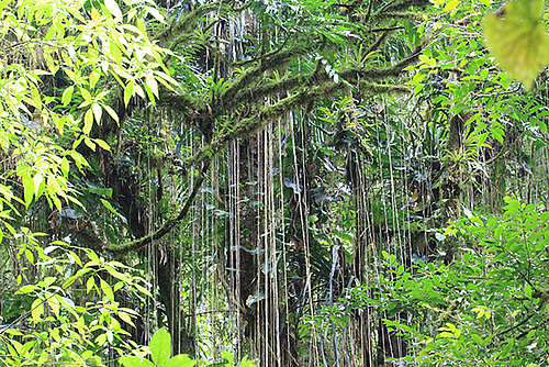 Tropical rainforest in Laos, Southeast Asia - a region where geological dynamics led to very high biodiversity. (Picture: Picture: Oskar Hagen/iDiv)