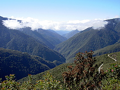 The following photos show examples of the region investigated in the study as well as animals living there. Here: Central Andean (Yungas) Montane &amp; Upper Montane Humid Forest. (Picture: Pat Comer, NatureServe)