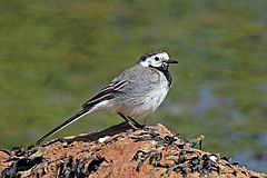 Populations of the white wagtail (<em>Moticalla alba</em>) have decreased as well. (Picture: Charles J Sharp, CC BY-SA 4.0)