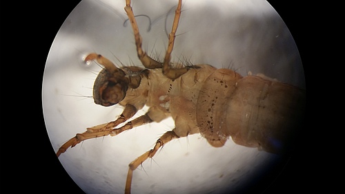 <em>Caddisfly larva</em> (Picture: Julia von Gönner)