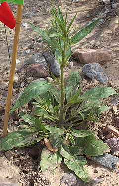 Nachdem eine Pflanze des Wilden Tabaks (<em>Nicotiana attenuata</em>) von einer Raupe des Tabakschw&auml;rmers befallen wurde, wartet sie einige Tage ab &ndash; erst dann setzt sie ihre chemische Verteidigung in Gang. (Bild: Pia Backmann)