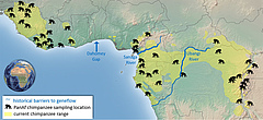 Die Forschenden sammelten Schimpansen-Kotproben von verschiedenen Standorten in Afrika und konnten belegen, dass die vier Unterarten trotz fr&uuml;herer Isolationsereignisse wieder miteinander in Verbindung kamen.&nbsp; (Bild: PanAf/MPI-EVA)