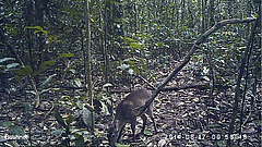 Still image of a Maxwell's duiker captured from video recorded by a camera trap set in Taï National Park, Côte D'Ivoire, 2014 (photo: MPI-EVA).