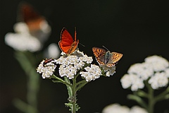 The scarce copper (Lycaena virgaureae) and the sooty copper (Lycaena tityrus). (Picture: Petra Druschky, Wandlitz)