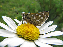 Schmetterlinge sind wichtige Best&auml;uber in unseren &Ouml;kosystemen. Das Foto zeigt einen Dickkopffalter auf einer Margerite. (Bild: Reinart Feldmann / UFZ)