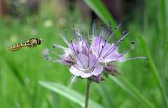 Schwebfliege. Zusammen mit den Wildbienen sind sie die wichtigsten Best&auml;uber unserer Bl&uuml;tenpflanzen.&nbsp; (Picture: Willibald Lang / Flickr)