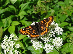 The scarce fritillary (<em>Euphydryas maturna</em>) feeds exclusively on ash trees and needs moist, light forests as a habitat. The species scored lowest among the 158 species studied for urban affinity and is likely to continue to decline in Europe. (Picture: Julia Whittman, @birdingjulia CC BY 4.0)