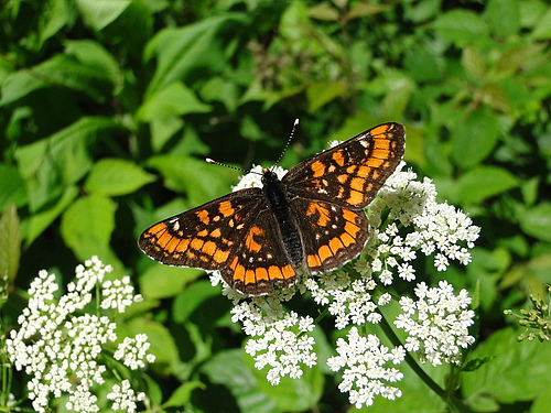 The scarce fritillary (<em>Euphydryas maturna</em>) feeds exclusively on ash trees and needs moist, light forests as a habitat. The species scored lowest among the 158 species studied for urban affinity and is likely to continue to decline in Europe. (Picture: Julia Whittman, @birdingjulia CC BY 4.0)
