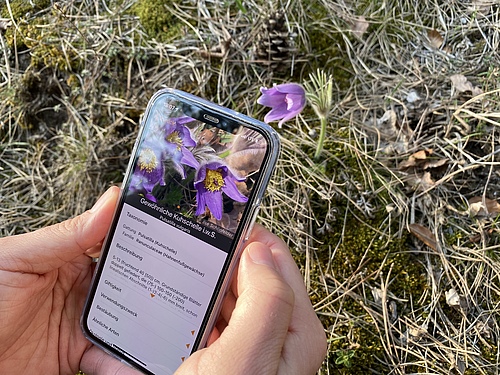 The Flora Incognita mobile app can help identify plants in the field. In addition, by gathering information on the locations of identified plant species, valuable datasets are created. (Picture: Jana Wäldchen / MPI-BGC)