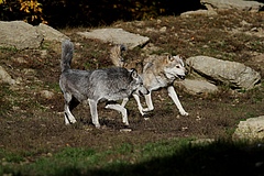 Mittelgro&szlig;e Tiere wie der Wolf k&ouml;nnen &uuml;ber l&auml;ngere Zeit das h&ouml;chste Tempo aufrechterhalten. (Bild: Kurt Klement / Pixabay)