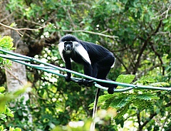 Seilbr&uuml;cken helfen Primaten nachweislich, Stra&szlig;en und andere Transportwege sicher zu &uuml;berqueren. Colobus-Affe (<em>Colobus angolensis palliatus</em>) in Kenia. (Bild: Andrea Donaldson / Colobus Conservation)
