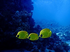 Drei Maskenfalterfische (Chaetodon semilarvatus) im Roten Meer. Maskenfalterfische k&ouml;nnen bis zu 23 cm lang werden, am h&auml;ufigsten sind jedoch K&ouml;rperl&auml;ngen von bis zu 15 cm. (Bild: Maria Dornelas)