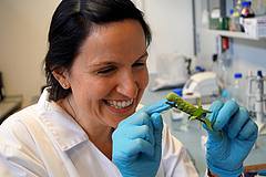 iDiv scientists investigate plant-animal interactions. Photo: Nicole M. van Dam, iDiv