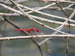 <em>Crocothemis erythraea</em> is a warm-adapted species and has become more common in Germany. (Picture: Klaus-Jürgen Conze)