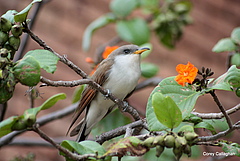 The yellow billed cuckoo (<em>Coccyzus americanus</em>) is an example of a bird species, that showed stable climate matching. (Picture: Corey Callaghan/iDiv)