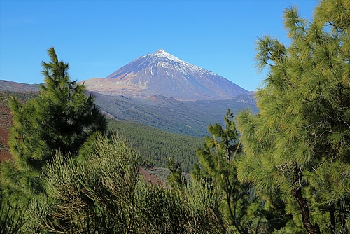 Tenerife's flora has a surprisingly high diversity in terms of forms and functions. In the background: Pico del Teide, Spain's highest mountain at 3715 metres. (Picture: Holger Kreft)