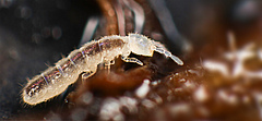 The white paper also addresses the monitoring of soil biodiversity. The picture shows a springtail living in the soil. (Photo: Andy Murray)