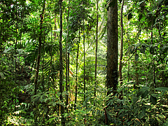 Near-natural rainforest (photo: Andrew Barnes).
