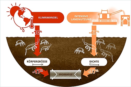 Climate change and land use reduce the biomass of soil animals. While changing climate reduces the body size of organisms, cultivation reduces their frequency. (Picture: Lisa Vogel / UFZ (illustration))