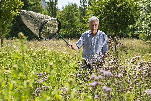 The participation of expert volunteers in Citizen Science projects (here at the Butterfly Monitoring Germany, a project of the UFZ) is a fundamental pillar of biodiversity monitorings in Germany, especially for species groups such as butterflies, beetles, hoverflies or cicadas. (Picture: André Künzelmann/UFZ)