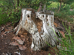 Dead wood is an important habitat for many plants and animals, including the larvae of <em>Chalcophora mariana</em>. (Picture: Christoph Benisch – www.kerbtier.de)