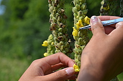 A pollen supplementation experiment where a naturally pollinated flower is compared to a hand-supplemented flower. (Picture: Amibeth Thompson)