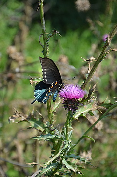 Die Schmetterlingsart <em>Battus philenor</em> geh&ouml;rt zur Unterfamilie der Schwalbenschw&auml;nze und ist vor allem in Nordamerika verbreitet. (Bild: Amibeth Thompson)