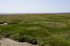 A salt marsh is a natural coastal ecosystem between land and sea. (Picture: Monika Feiling)