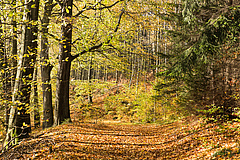 Biodiverser Herbstwald mit Fichte, Buche und Birke. (Bild: Christian Hüller)