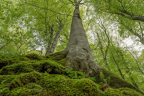 Old beech: Primary forests are crucial for biodiversity conservation and store high quantities of carbon in biomass, therefore helping to mitigate climate change. (Picture: Tzvetan Zlatanov)