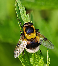 Insects such as the bumblebee hoverfly Volucella bombylans appear much less frequently than before. (Picture: Andreas Eichler, CC BY-SA 4.0, Wiki Commons)