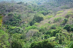 The region of Cabo Corrientes in the state of Jalisco, Mexico is considered the northernmost part of the Sierra Madre del Sur. The area includes diverse vegetation types, such as tropical deciduous forest, deciduous oak forest, subtropical pine, and relics of oyamel forest. (Picture: Emmanuel Oceguera Conchas)