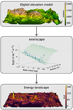 The energy an animal needs to expend to travel a certain distance is calculated, based on the weight of that animal and its general movement behaviour. This energy expenditure is then integrated with the topographical information of an area. (Picture: Methods in Ecology & Evolution)